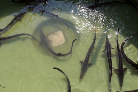 Grouped flock of sturgeons (Acipenser stellatus) in fish farm pool ready to be implanted with a microchipの写真素材