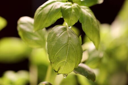 Fresh green basil leaves close upの写真素材