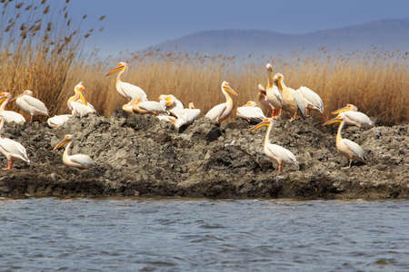 Group of white pelicans in the danube deltaの写真素材
