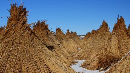 Piles of collected reed in the Danube Delta