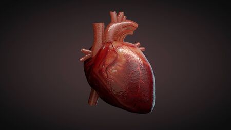 3D illustration of a human heartの写真素材