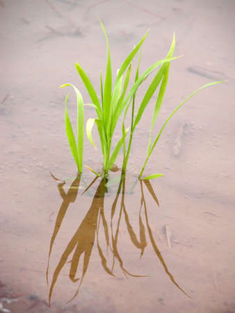 Extreme close up of a new rice plant in the spring rice field(in water)の写真素材