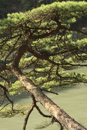 Image of a Japanese pine branch.The image can be used to advertise different outdoor sport tools like fishing(or hunting) tools for example....の写真素材