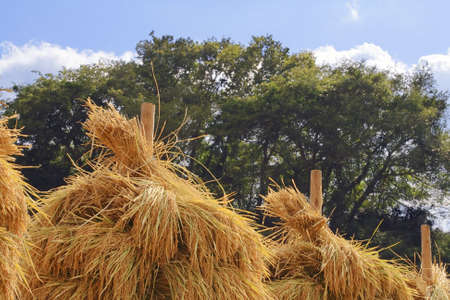 Interesting agricultural detail of the top part of some rice stacks.の写真素材