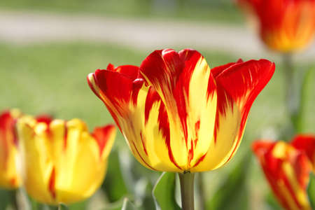 Beautiful colorful tulips in a botanical garden.の写真素材