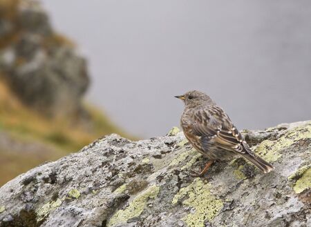 Image of a sparrow on a rock on a foggy day.の写真素材