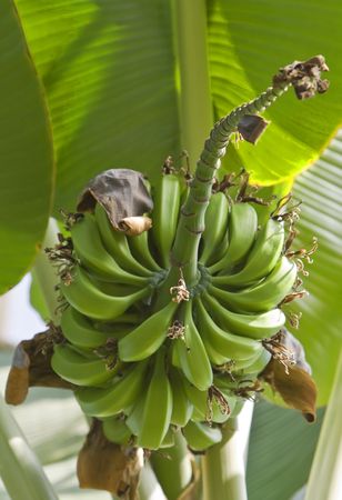 Image of green bananas in a tree.の写真素材