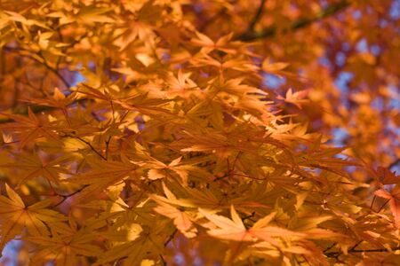 Impressive aspect of yellow maple leaves.