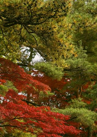 Specific mixture of Japanese fall colors.