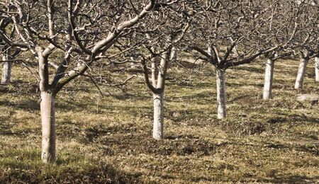 Fruit trees during winter prepared to start a new season.の写真素材