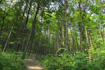 Path in a beautiful green forest in summer.