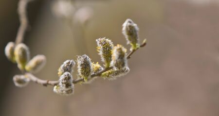 Close-up image of a delicate catkins twig.の写真素材