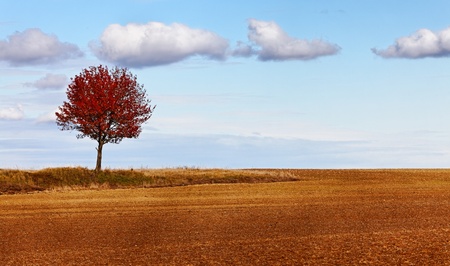 Lonely red tree in a bared field in autumn.の写真素材