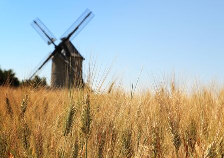 Out of focus image of a traditional wooden windmill seen through a wheat field.の写真素材