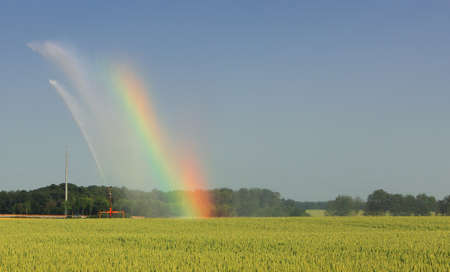 Image of a water sprinkler generating a rainbow in a wheat field during the irrigation process.の写真素材