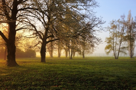 Sunrise in a yard with trees in spring.の写真素材