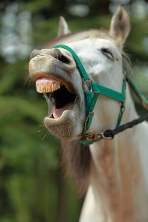 Image of a white horse yawning.Selective focus on the lower part of the mouth.の写真素材