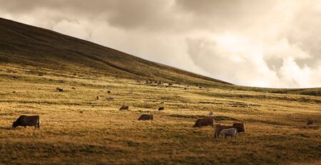 Herd of cattle grazing at high altitude in The Central massif in Auvergne region of France.の写真素材