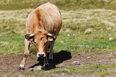 Image of a bull looking directly to the camera, in a high altitude field in Auvergne region in France.の写真素材