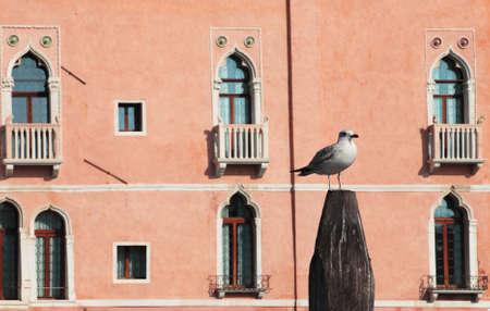 A gull standing on a top of a wooden pole in front of a traditional building wall in Venice,Italy.の写真素材