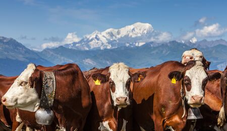 Portrait of cows located at high altitude in The Alps with The Mont Blanc Massif in the background.の写真素材