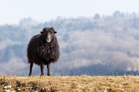 Portrait of a black domestic sheep Ouessant,which is the smallest sheep in the world, adapted to live in windy areas.の写真素材