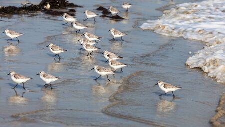 Panning image of tiny Semipalmated Sandpiper (Calidris pusilla)  birds running on the wet sand of a coast in western Europe.の写真素材