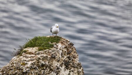 Image of The European Herring Gull (Larus argentatus) on the top of the Etretat cliff in Upper Normandy in Northern France.の写真素材