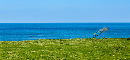Green coastline located in the bay of Morlaix in Northern part of Brittany, France.の写真素材