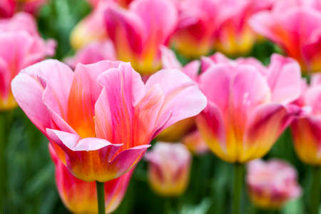 Close-up of a beautiful pink tulip in a field of tulips.の写真素材