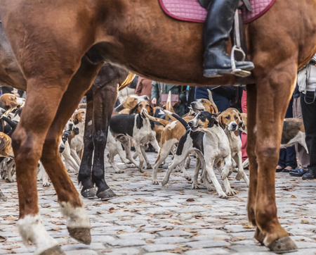 Hunting dogs in motion framed by a the tamer's horse legs and body, during a show in rural France.の写真素材