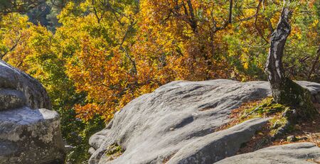 Beautiful fall landscape with colorful trees and rocks located in Fontainebleau Forest in Central France.の写真素材