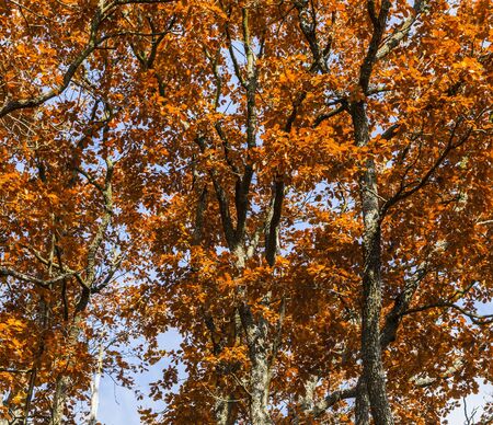 Detail image of branches and colorful leaves of a tree in autumn.