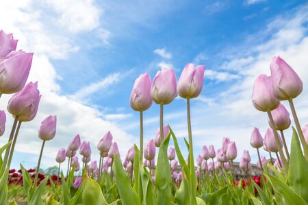 Low level image in a field of beautiful pink tulips agains a cloudy sky.の写真素材
