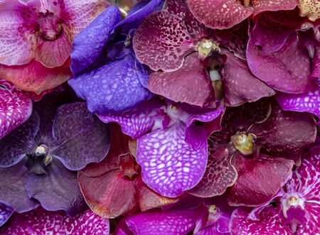Close-up of a bunch of colorful ochid petals.の写真素材