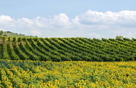 Landscape with a field with sunflowers and vines in Tuscany