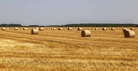 Field landscape with hay bales in summer.