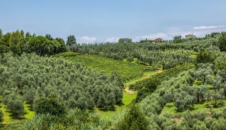 Beautiful view of the geen Tuscany hills during a summer morning.の写真素材