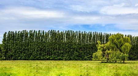 Image of a row of poplars in a green field with willow treesの写真素材