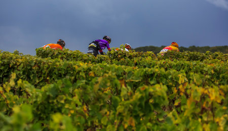 Noizay, France - October 11, 2020: The peloton riding in the vineyards during Paris-Tours 2020のeditorial素材