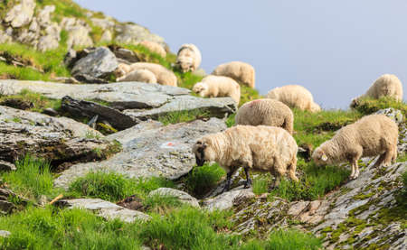 Flock of sheep grazing at high altitude in mountains.の写真素材