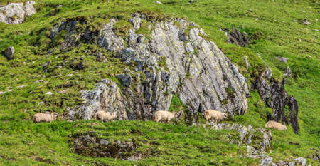 Flock of sheep grazing at high altitude in mountains.の写真素材