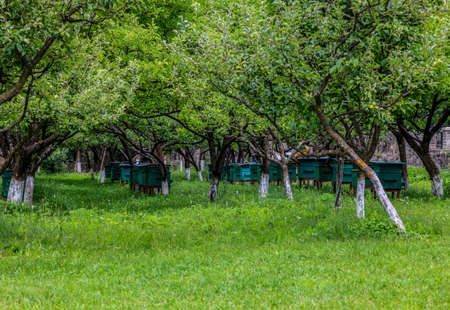 Beehives in a green orchard in spring.