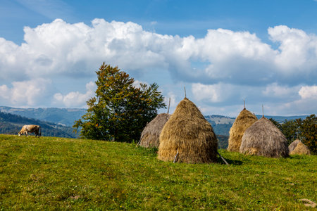 Cow grazing in a mountainous pasture with a hayrick.の写真素材