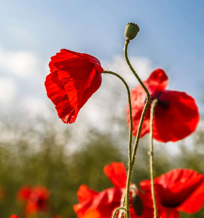 Close-up of a poppy in a field in spring.の写真素材