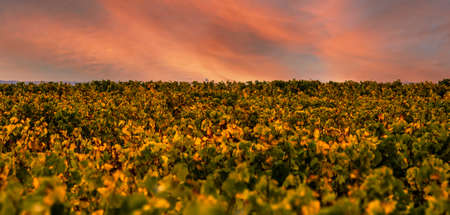 Beautiful sunset over a vineyard in rural France on Loire Valley.の写真素材