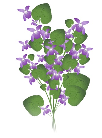 bunch of wild violet over white backgroundのイラスト素材
