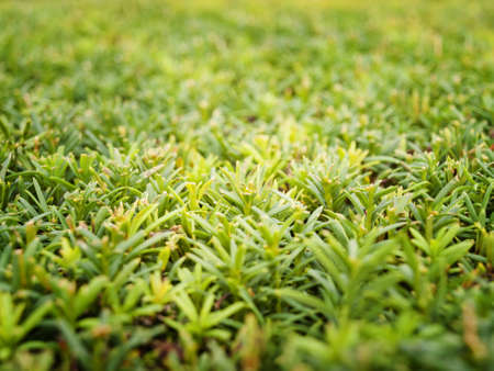 green juniper bushes background close upの写真素材