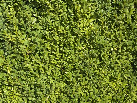 Summer or Spring Green Leaves Backgroundの写真素材