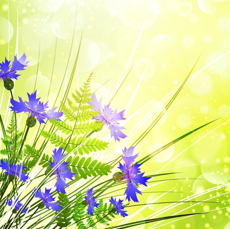 Cornflower Bouquet With Fern Over Sunny Bright Backgroundのイラスト素材